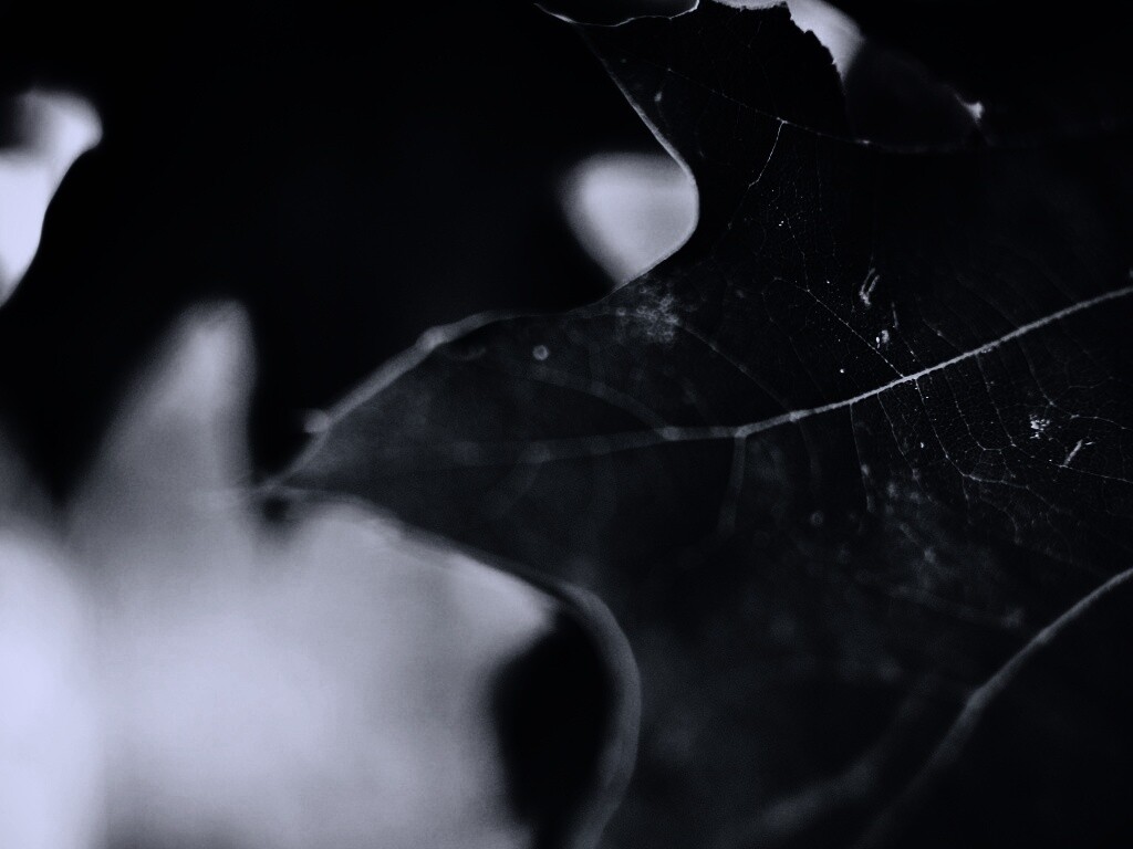 Темно-зеленый лист в макро обои