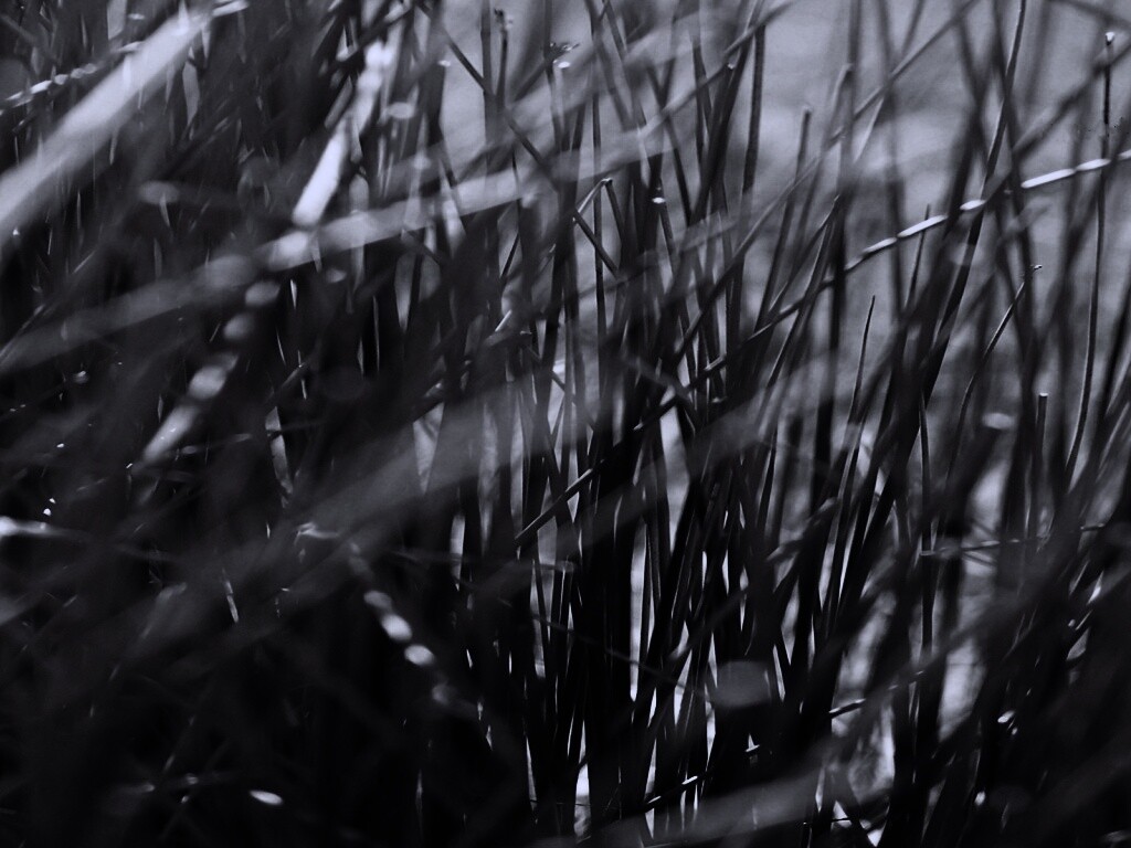 Высохшие травяные стебли обои