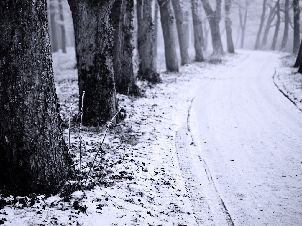 Дорога в зимнем лесу обои