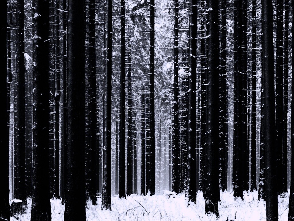 Зимний лес как штрихкод обои