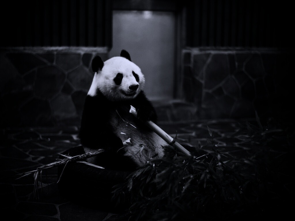 Панда точит бамбук обои