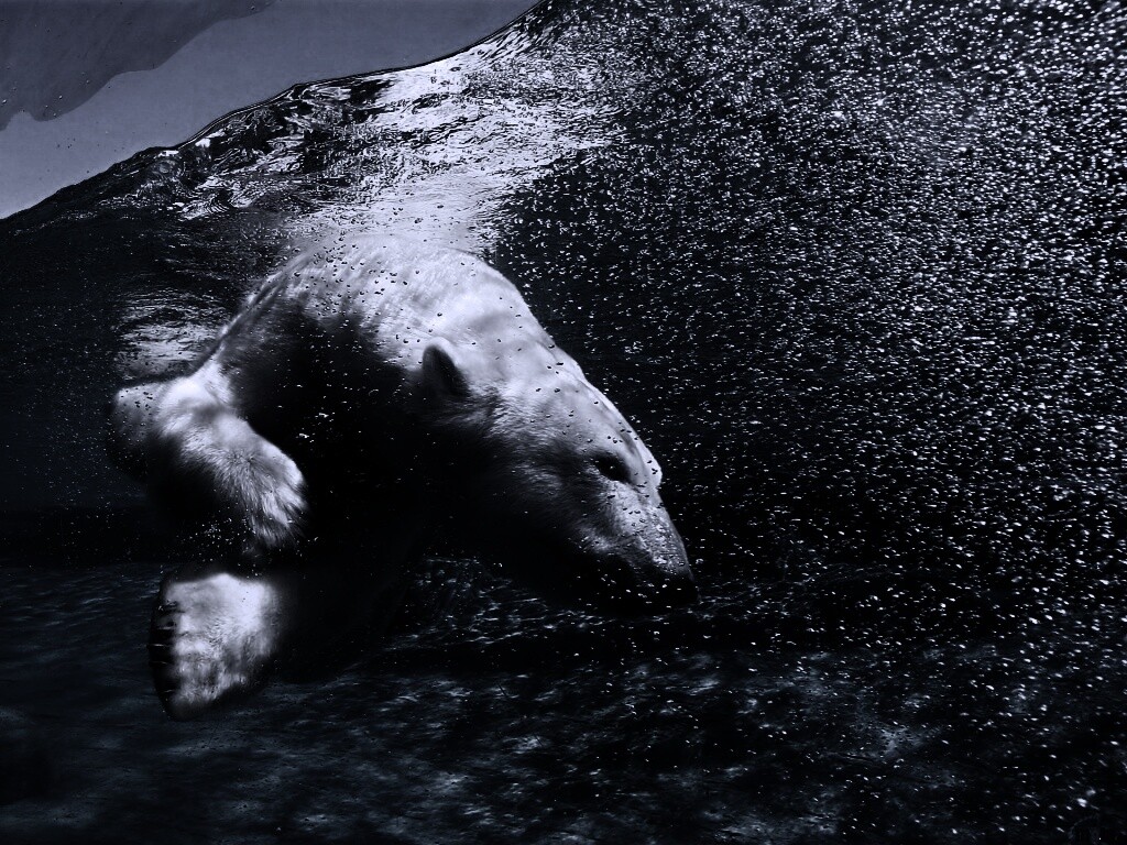 Нырнувший белый медведь обои