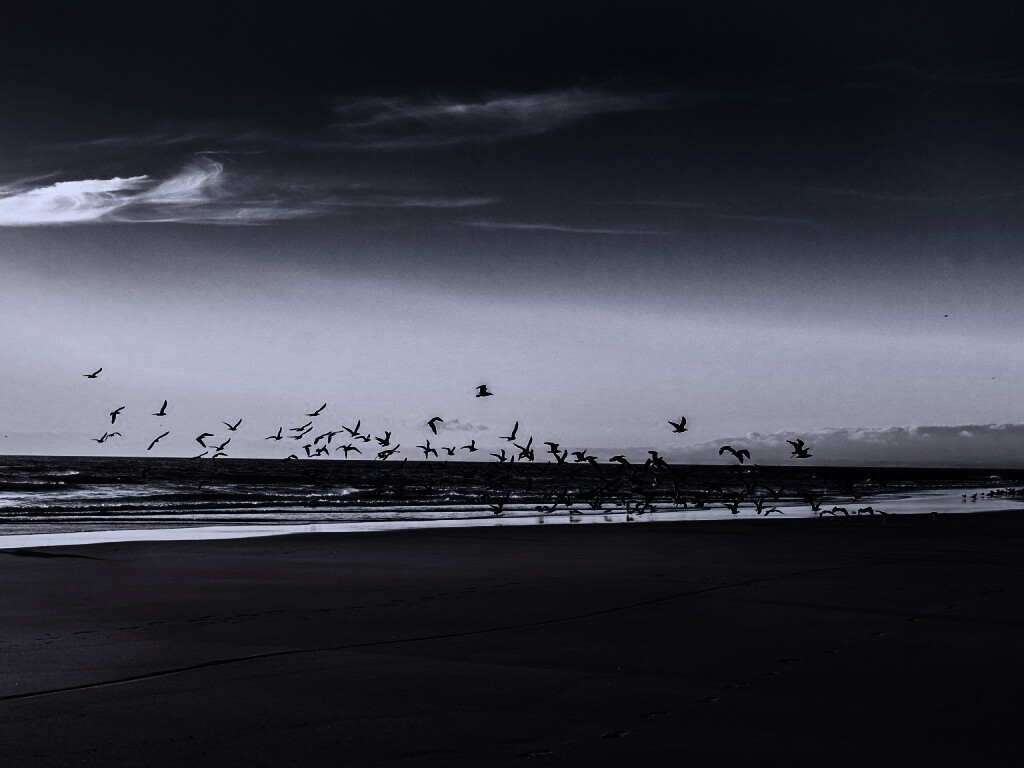 Стая птиц на пляже обои