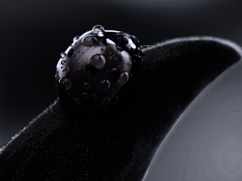 Божья коровка в макро обои