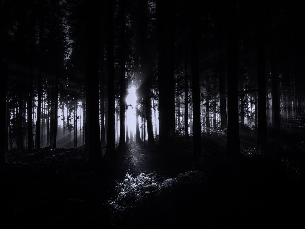 Свет пробивается сквозь стволы деревьев обои