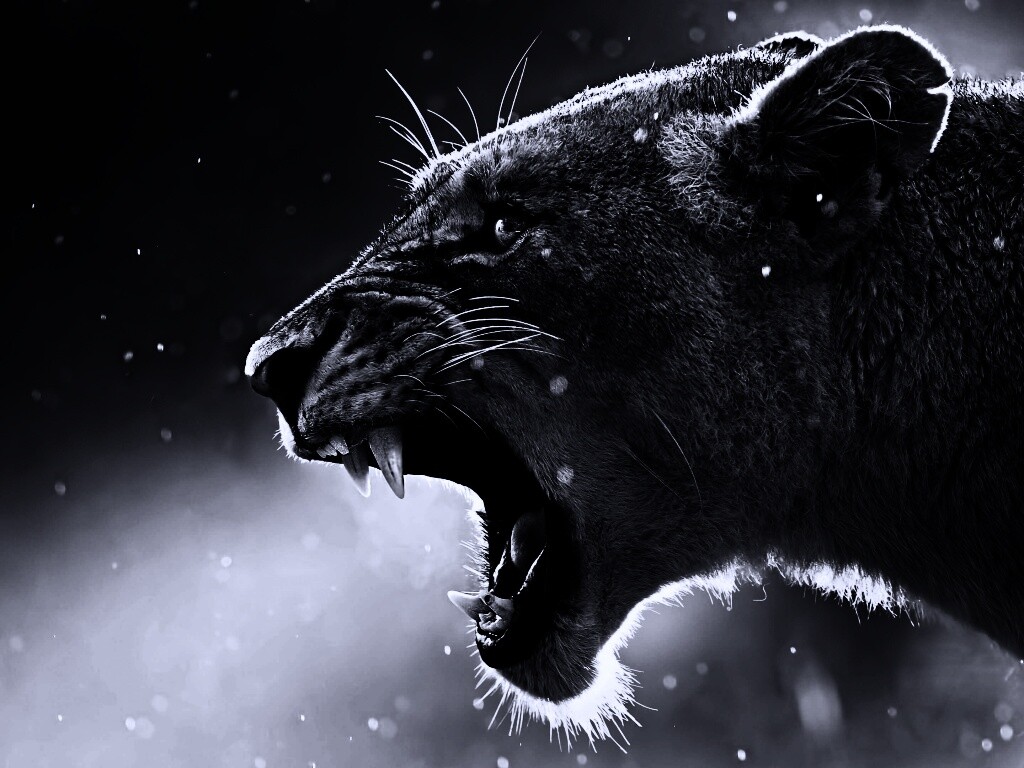 Грозный львиный рык обои