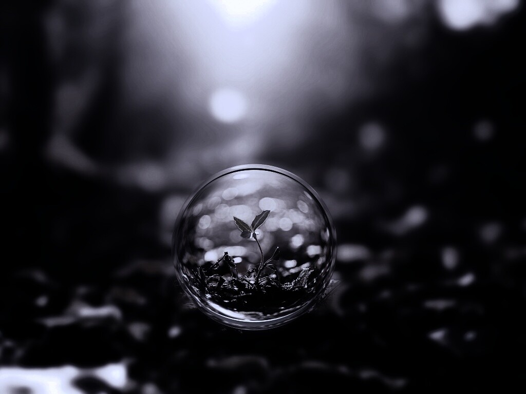 Росток в пузыре обои