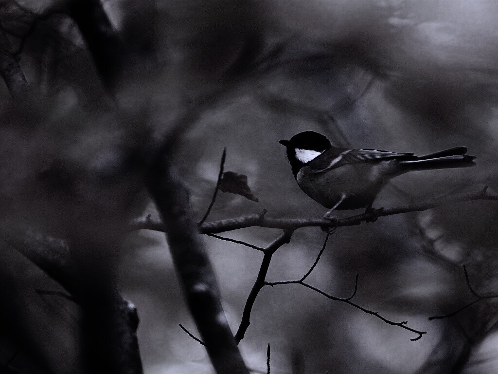 Синичка в желтой листве обои