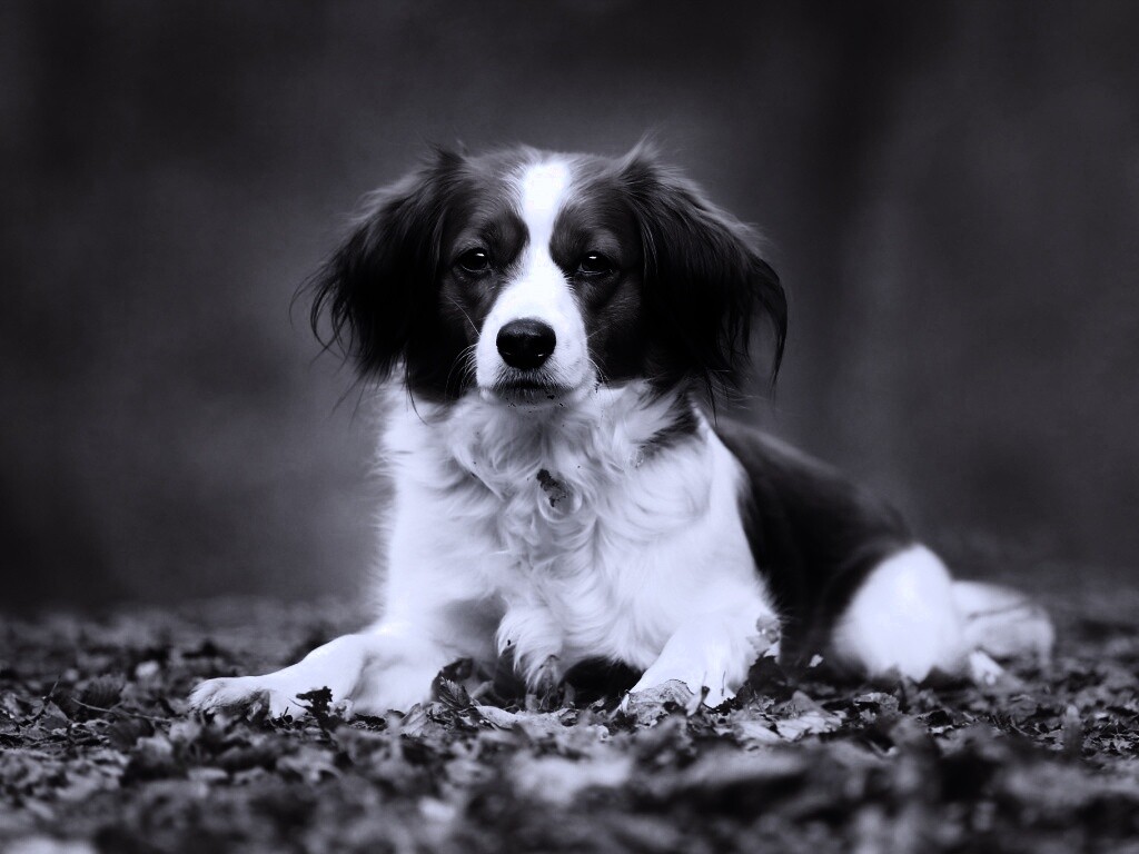 Собака на ковре из осенних листьев обои