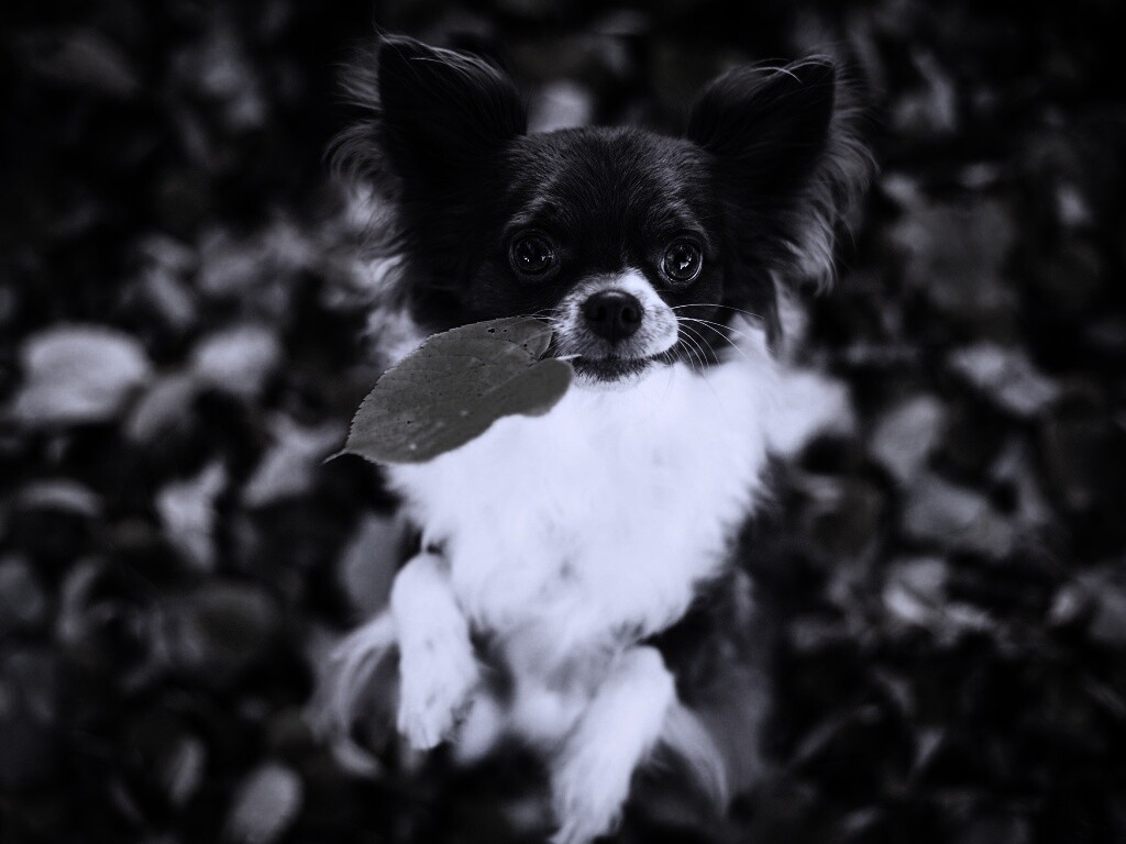 Собачка с листиком в зубах обои