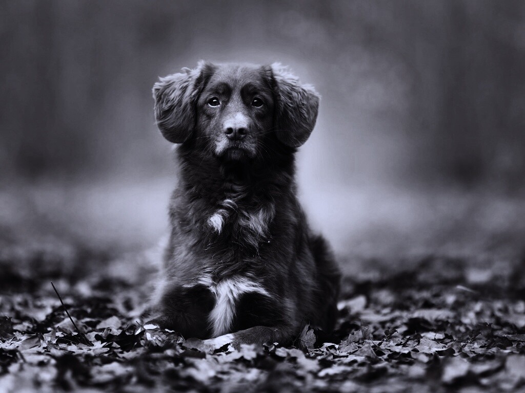 Осенний пес обои