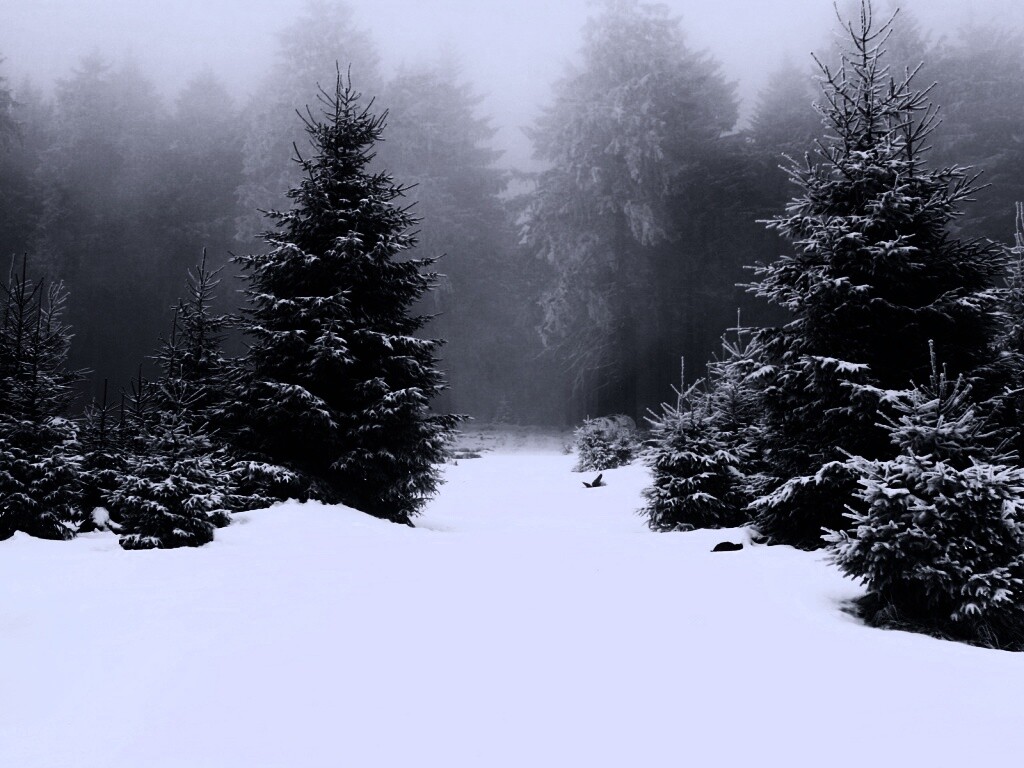 Ёлки в сугробах обои