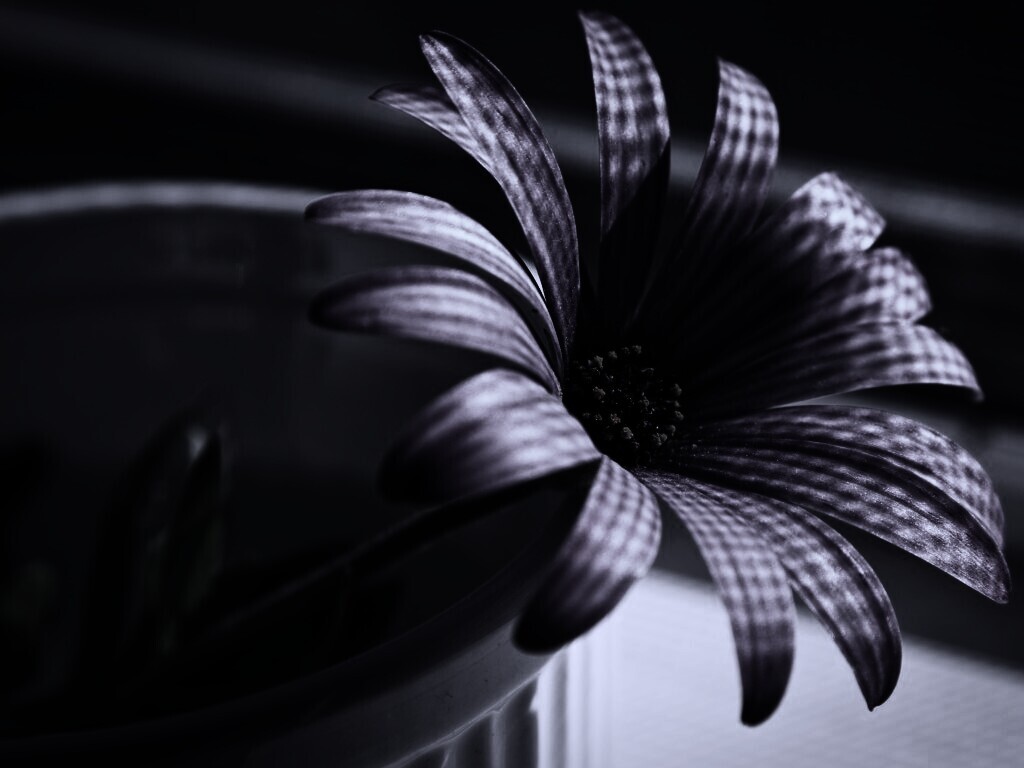 Сиреневый цветок в стакане обои