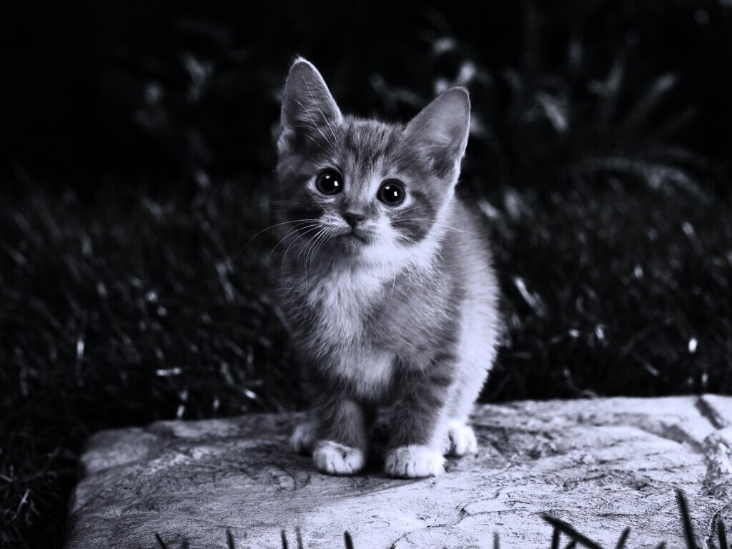 Котенок в саду обои