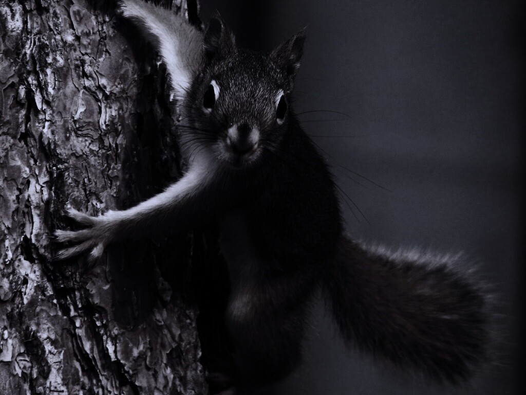 Белка на дереве обои