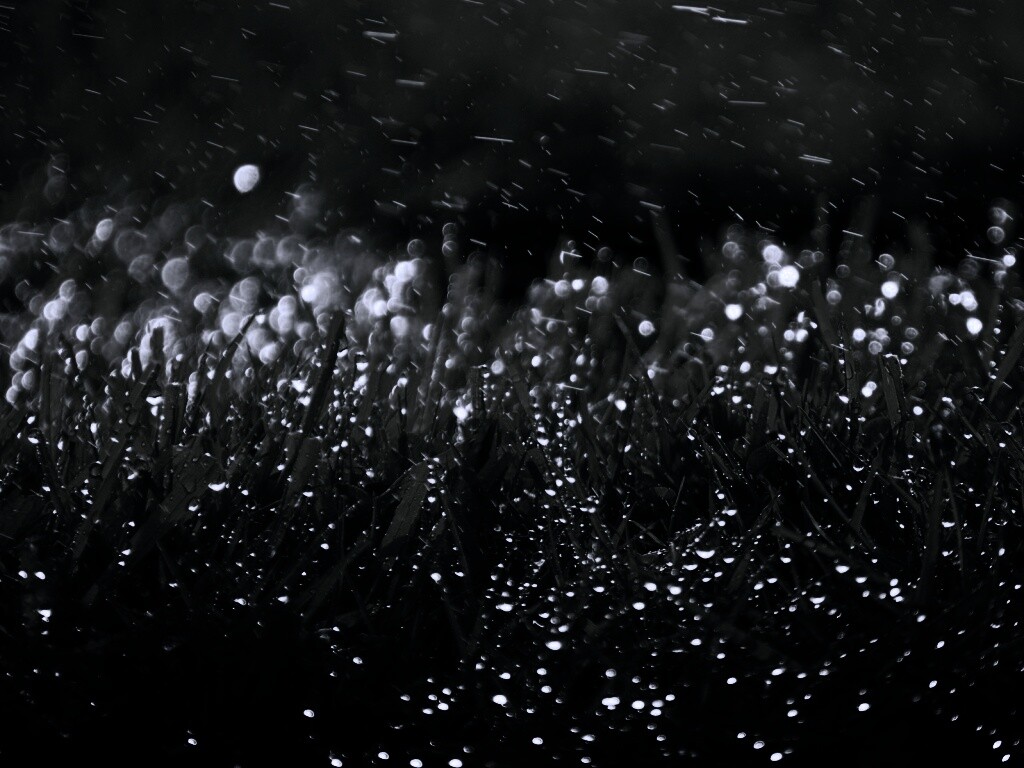 Роса на траве обои