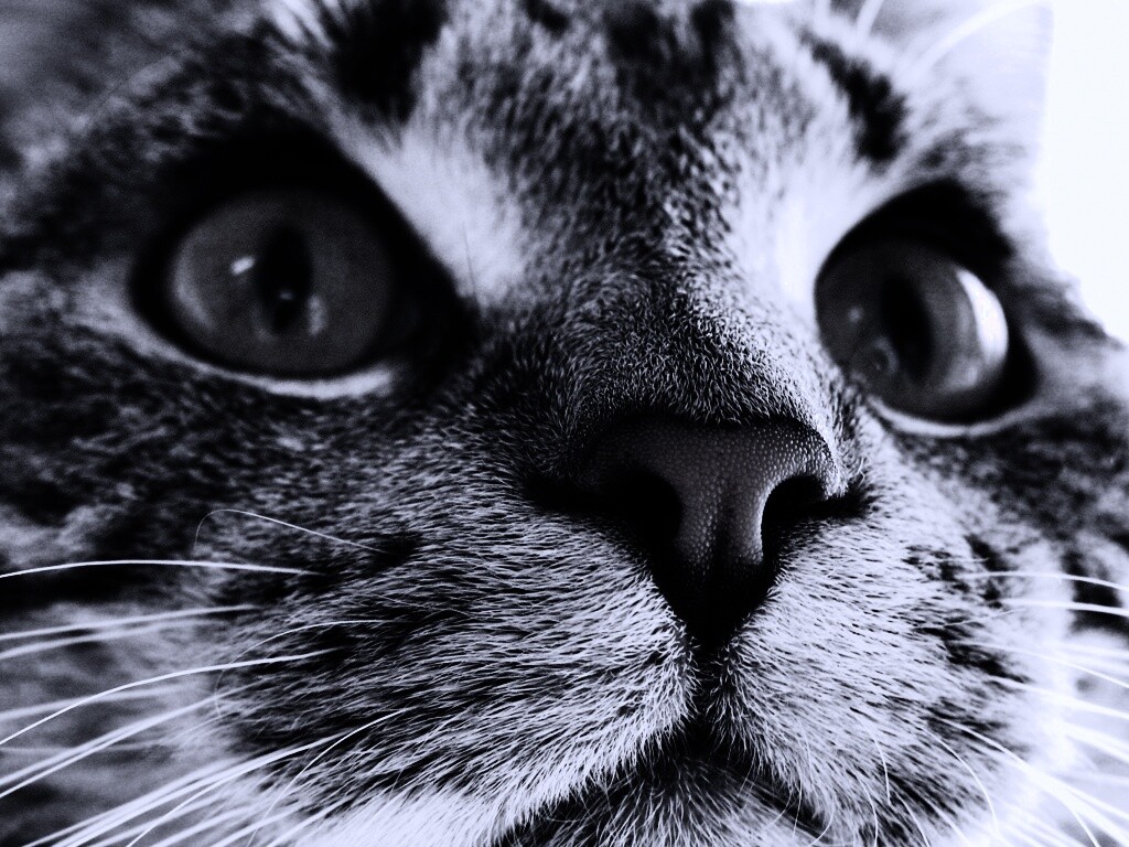 Кошачья мордочка обои