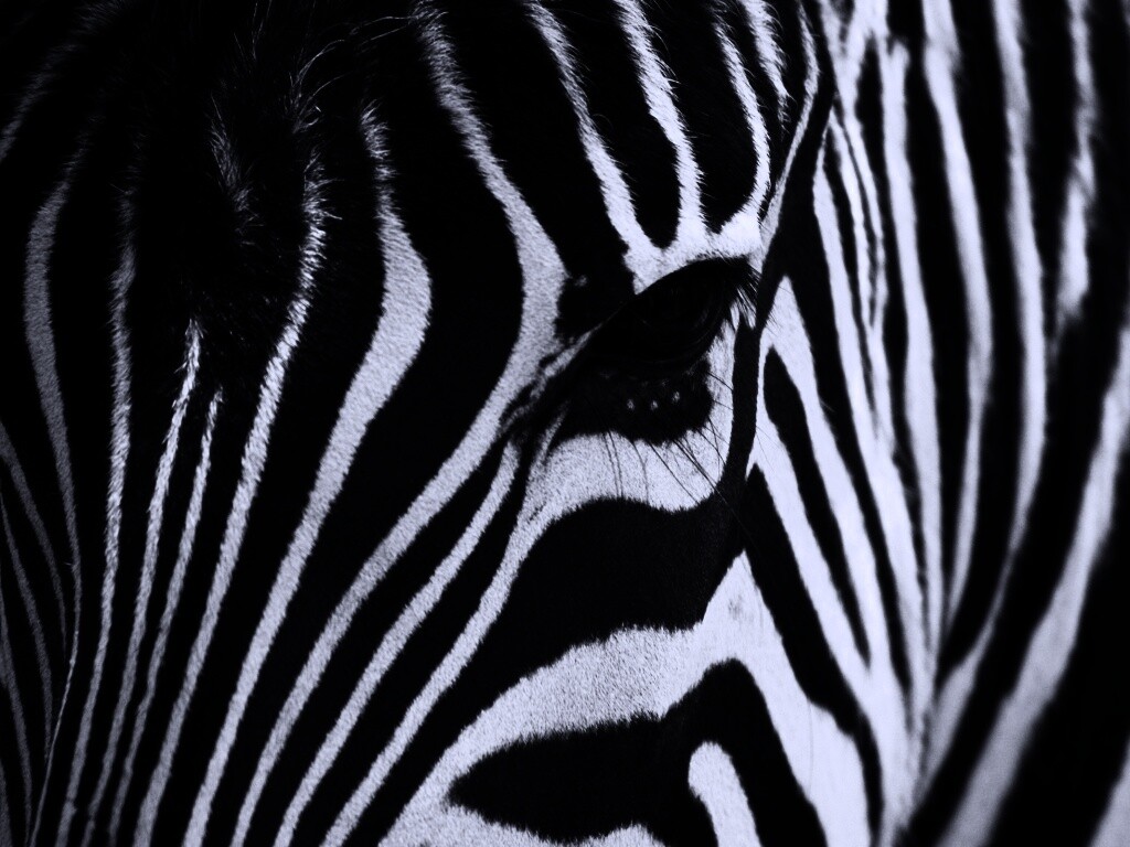 Зебра обои