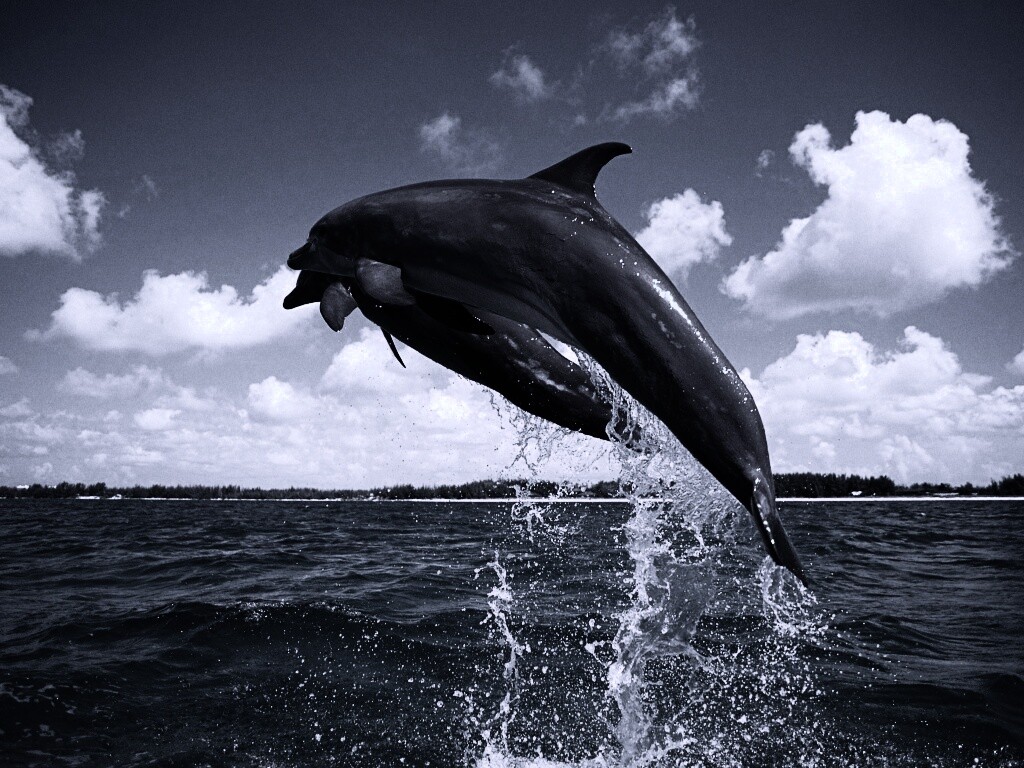 Дельфины обои
