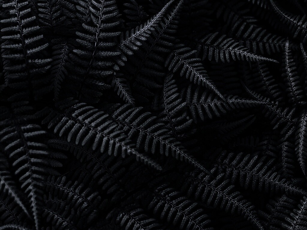 Папоротник обои