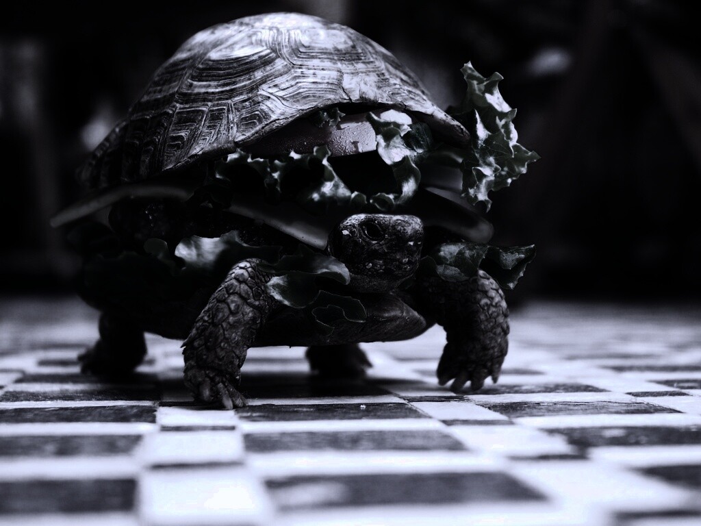 Черепахбургер обои