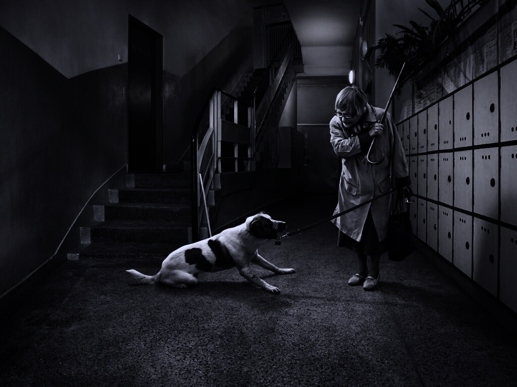 Непослушная собака обои