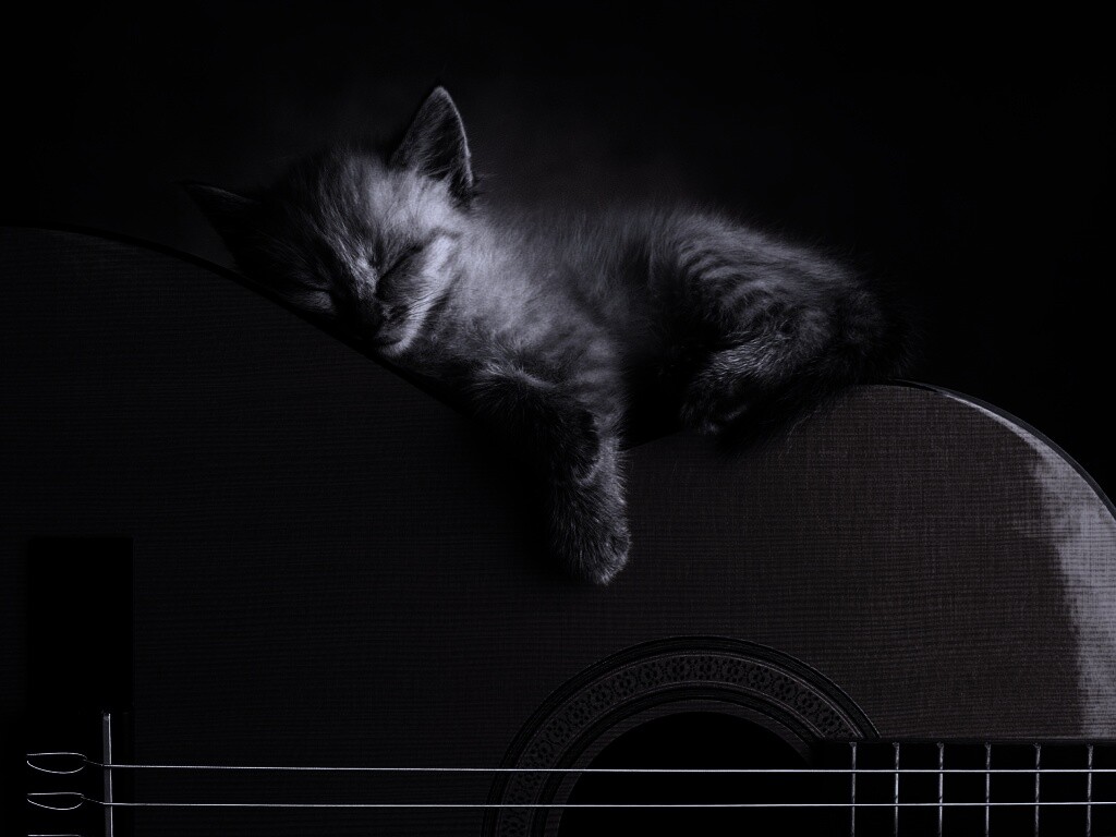 Котенок на гитаре обои