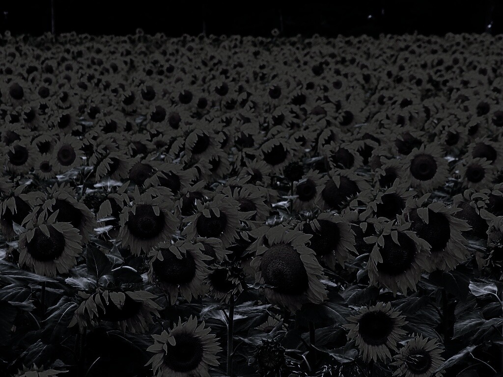 Поле подсолнухов обои