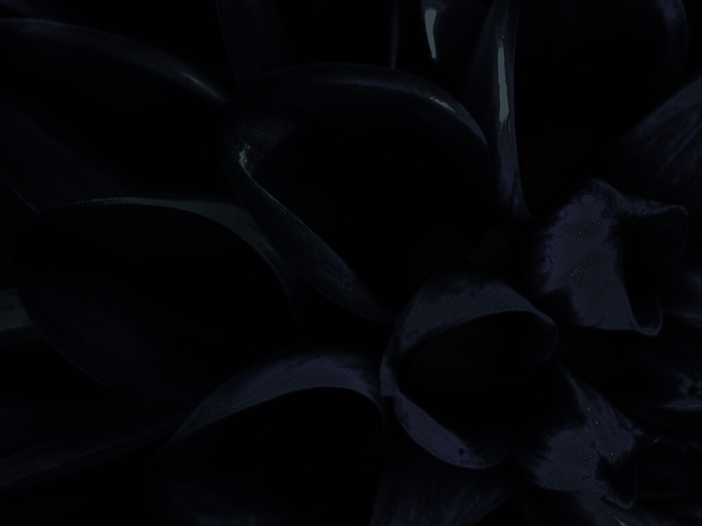 Лепестки обои