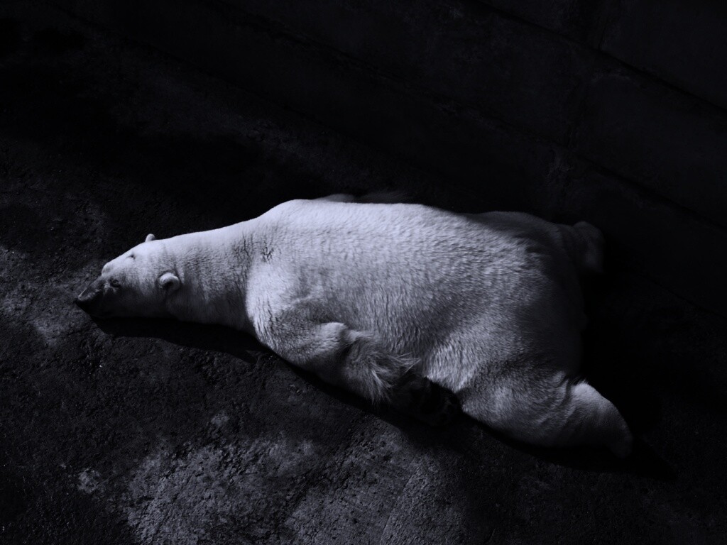 Мы можем их спасти обои