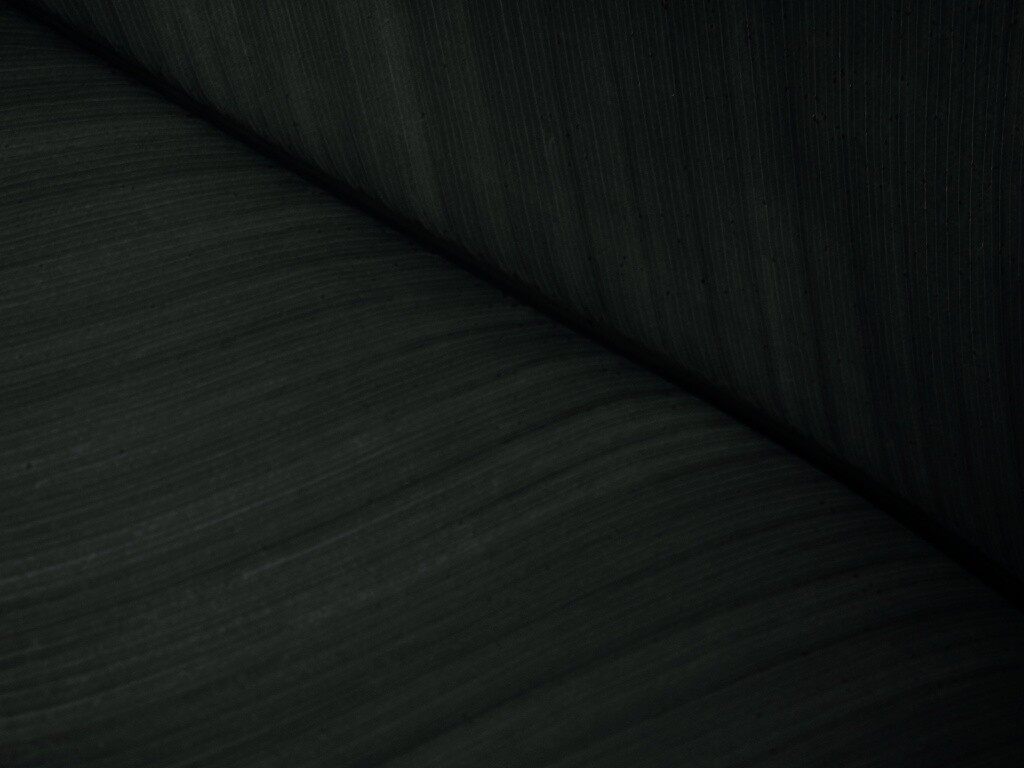 Зеленый лист обои