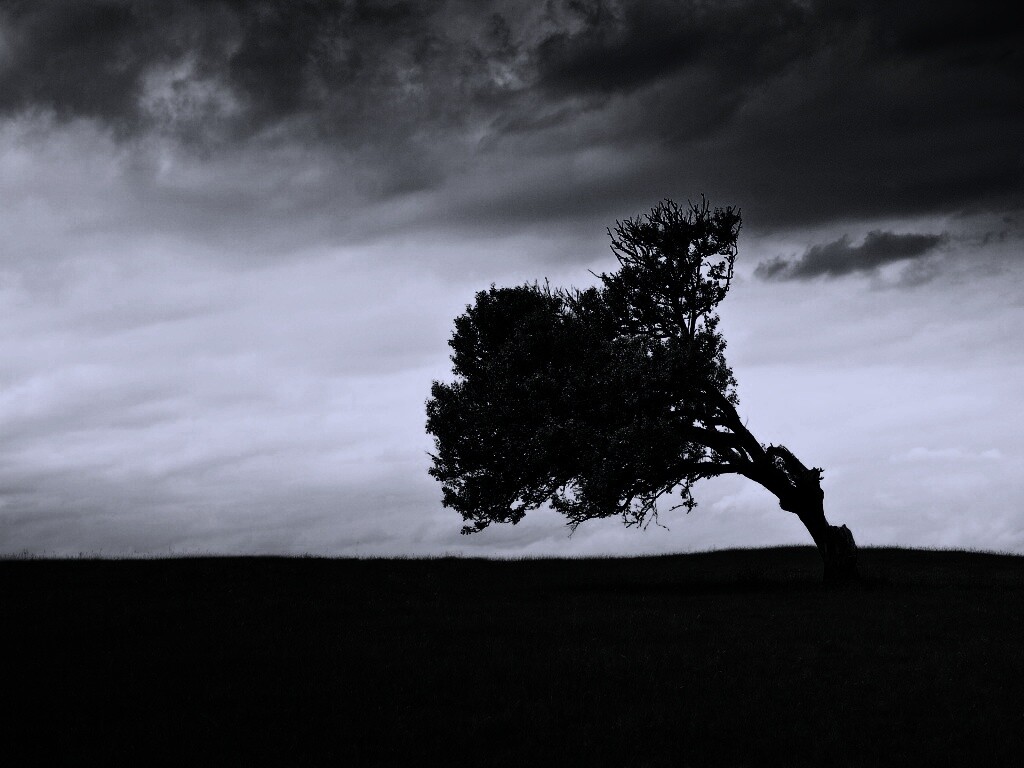 Склоненное дерево обои