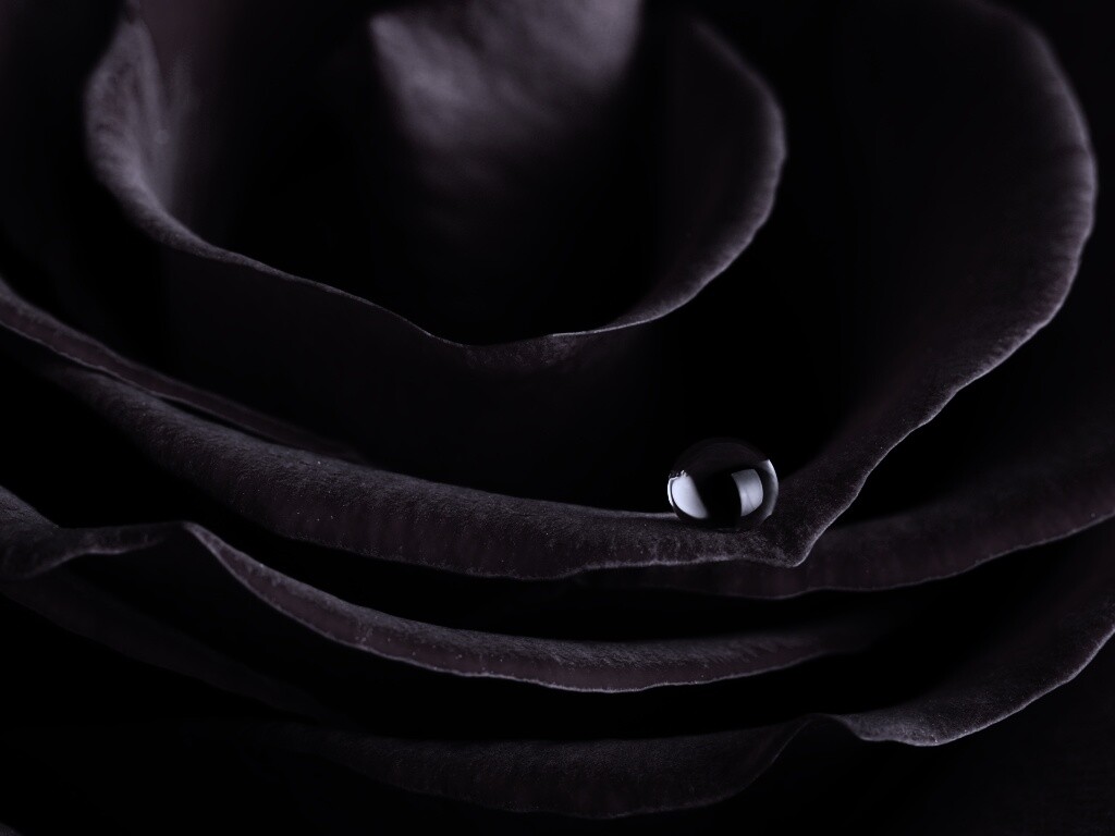 Капля воды на лепестке розы обои