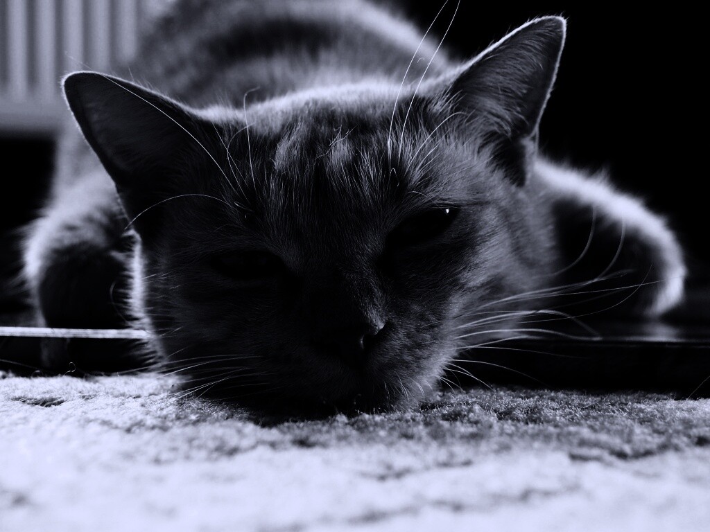 Кошара обои