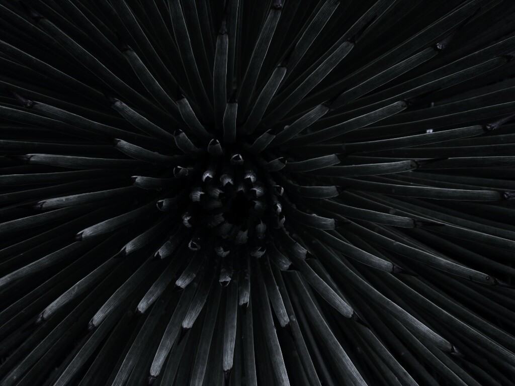 Хищный цветок обои