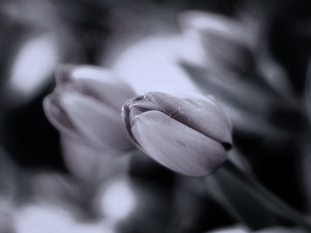 Красивый тюльпан обои