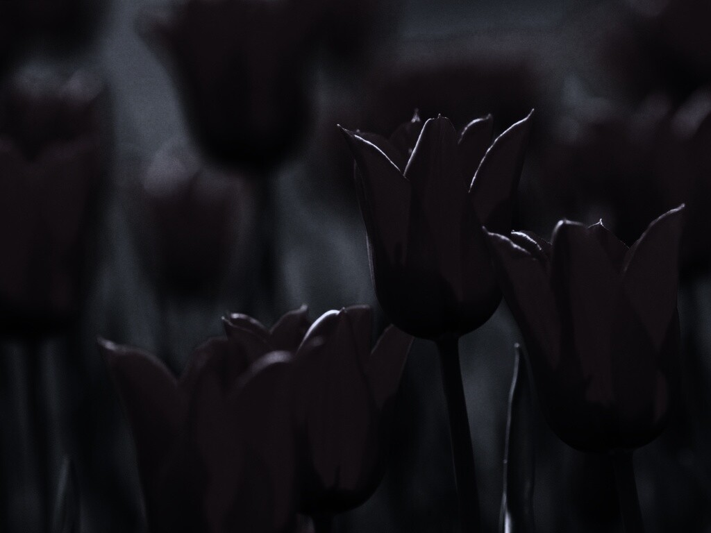 Красные цветы обои