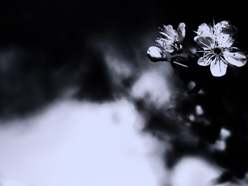 Цветок вишни обои