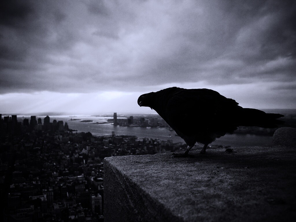 Любознательный голубь обои