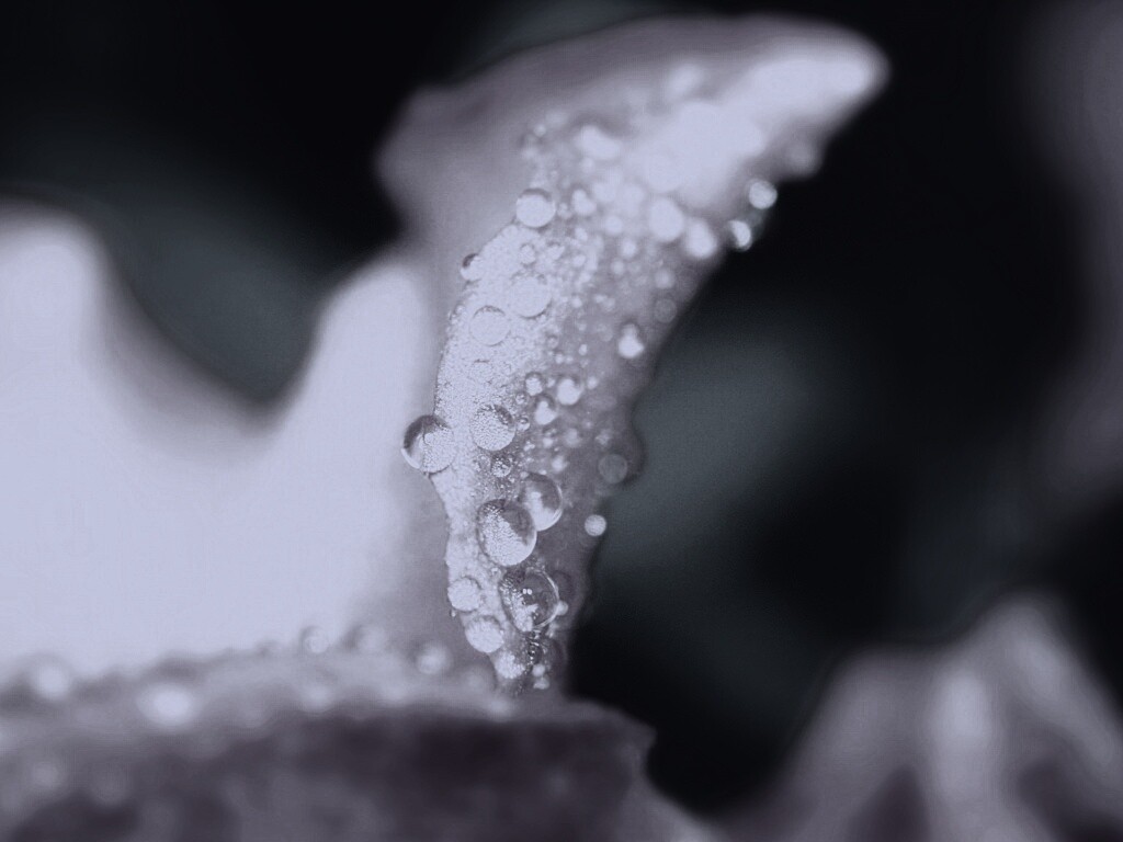 Капли росы на лепестке обои