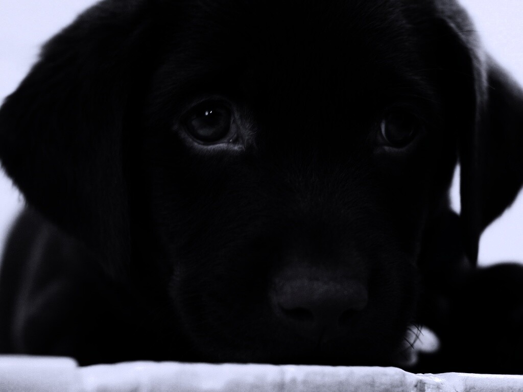 Пушистый шоколадка обои