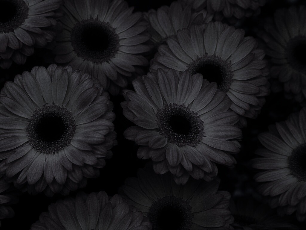 Желтые герберы обои