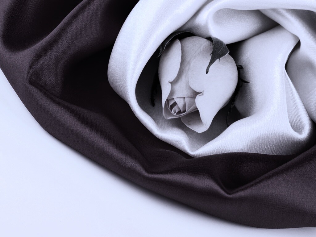 Нераспустившийся цветок розы в шелке обои