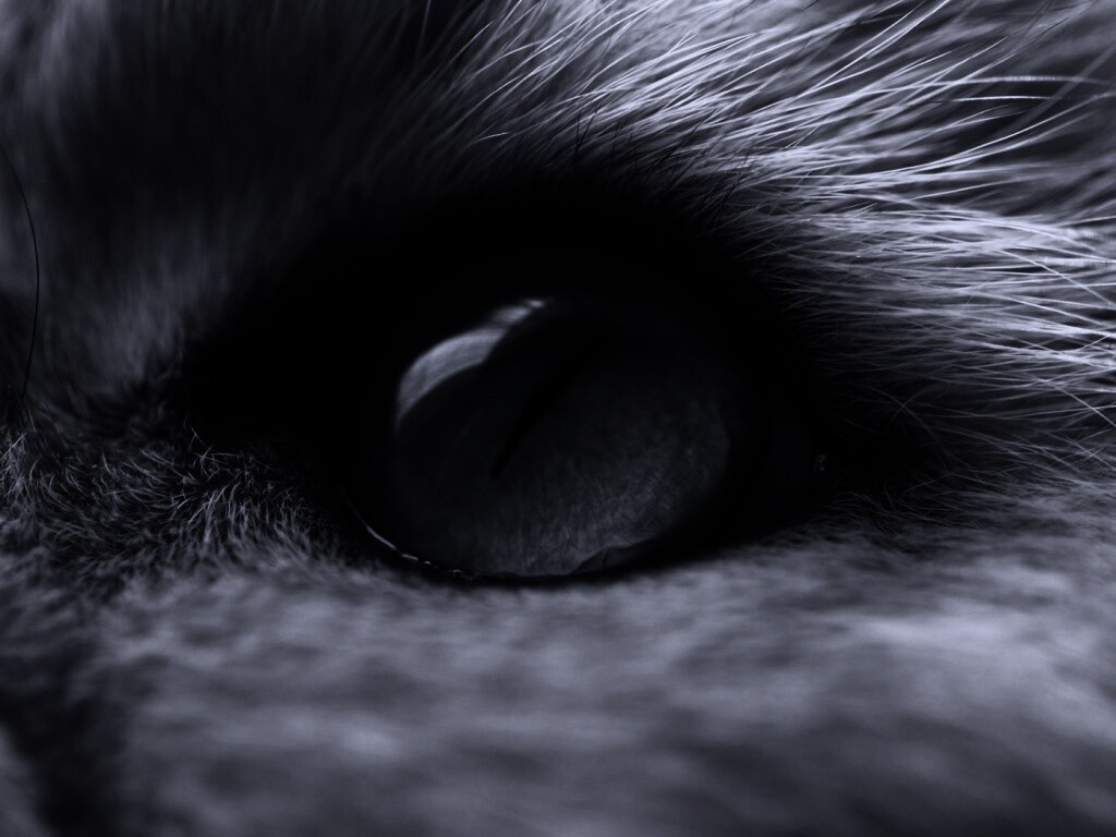 Кошачий глаз обои