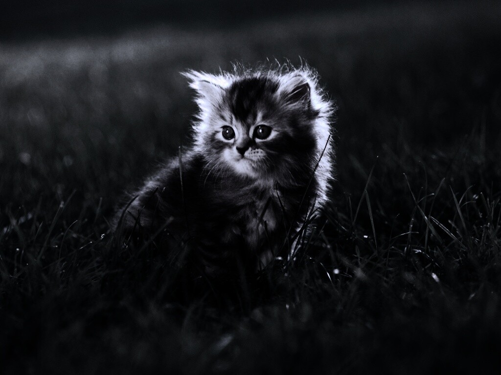 Пушистый котенок в траве обои