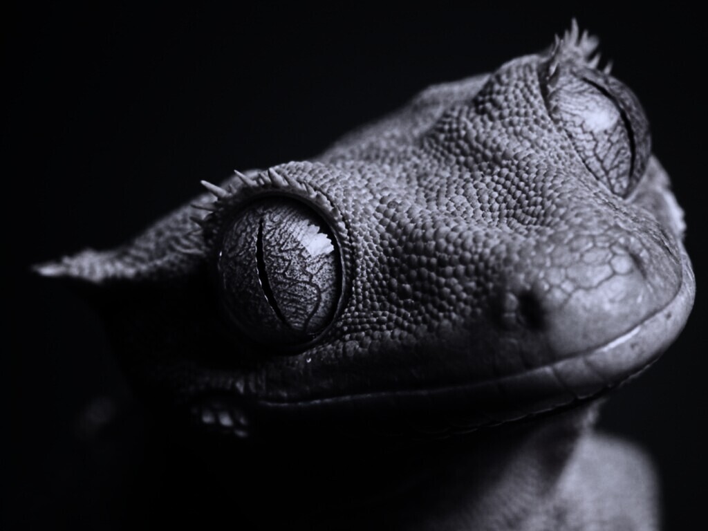 Лягушка обои