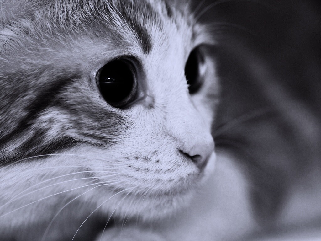 Кот с большими глазами обои