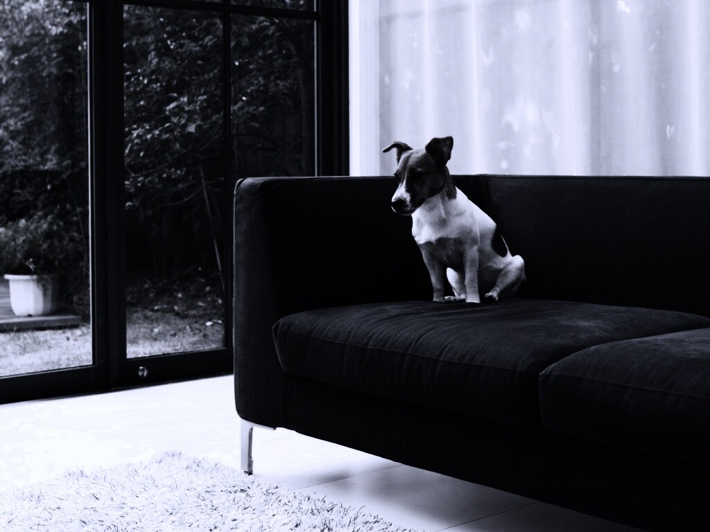 Пес на диване обои