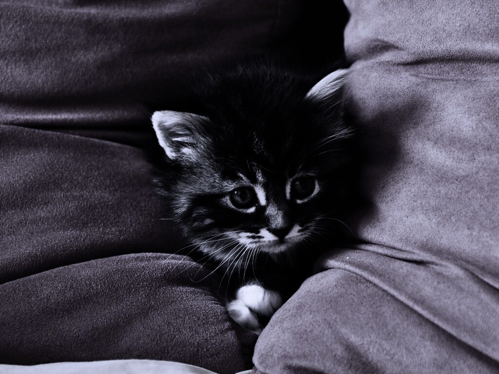 Котенок в подушках обои