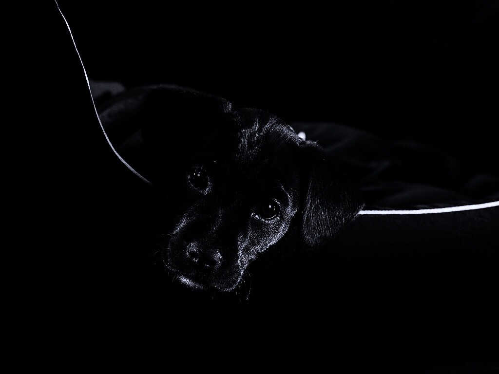 Собачка в сумке обои